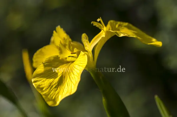 Fokus-Natur Bild