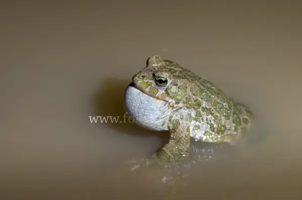 Fokus-Natur Bild