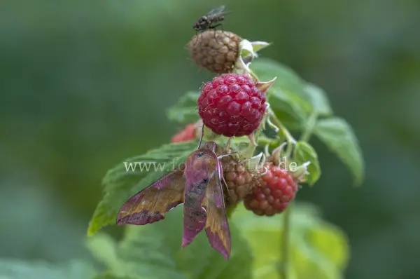 Fokus-Natur Bild
