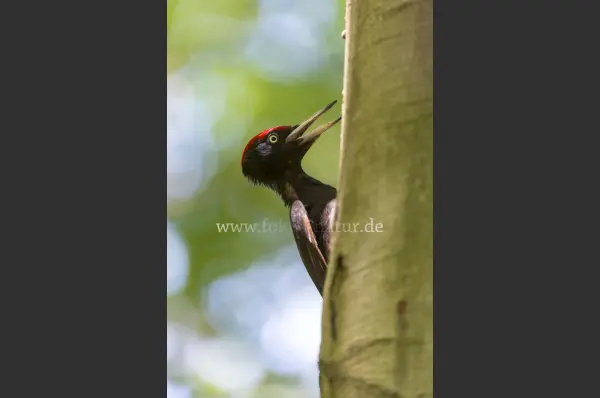 Fokus-Natur Bild