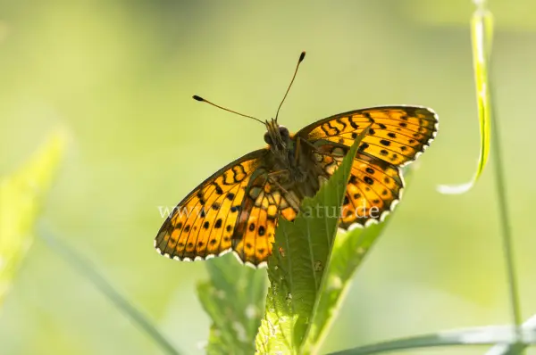 Fokus-Natur Bild