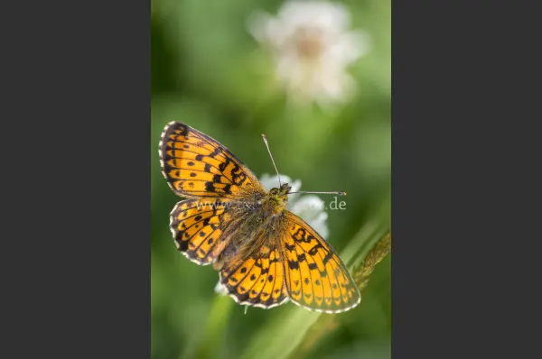Fokus-Natur Bild