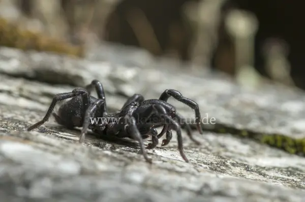 Fokus-Natur Bild