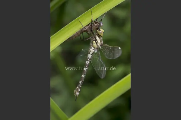 Fokus-Natur Bild