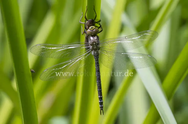 Fokus-Natur Bild