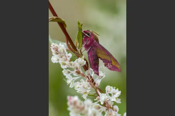 Fokus-Natur Bild