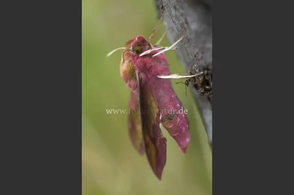 Fokus-Natur Bild