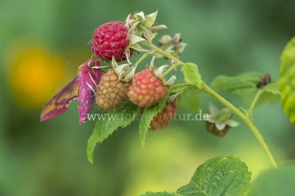Fokus-Natur Bild