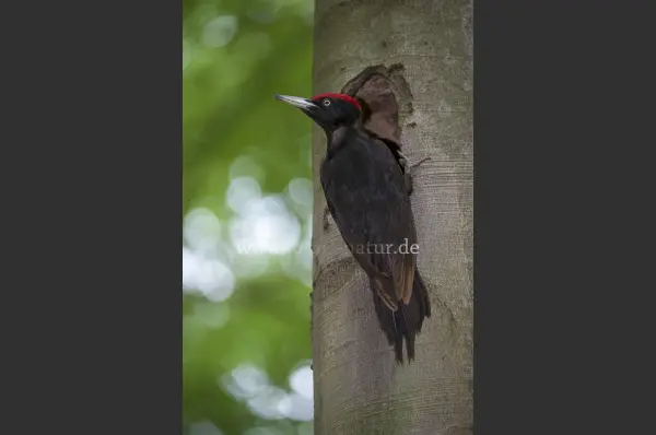 Fokus-Natur Bild