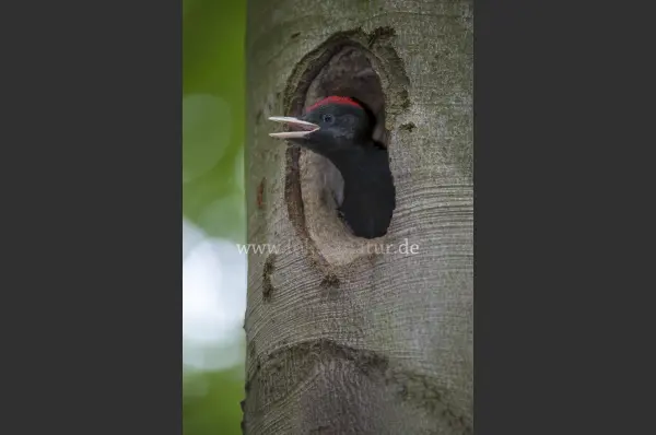 Fokus-Natur Bild