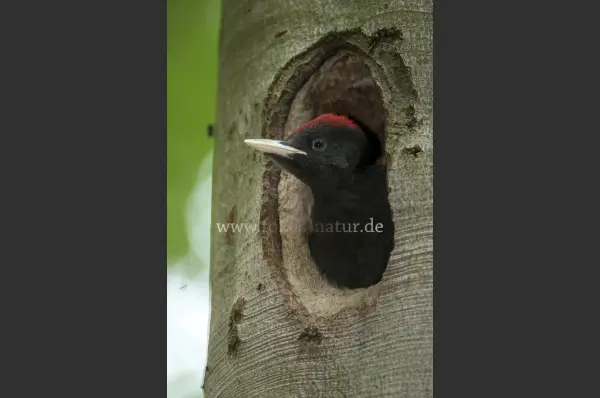 Fokus-Natur Bild