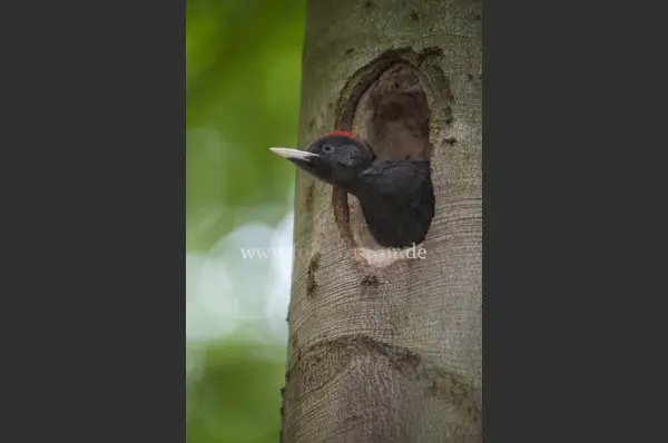 Fokus-Natur Bild