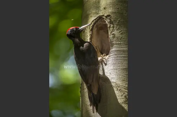 Fokus-Natur Bild