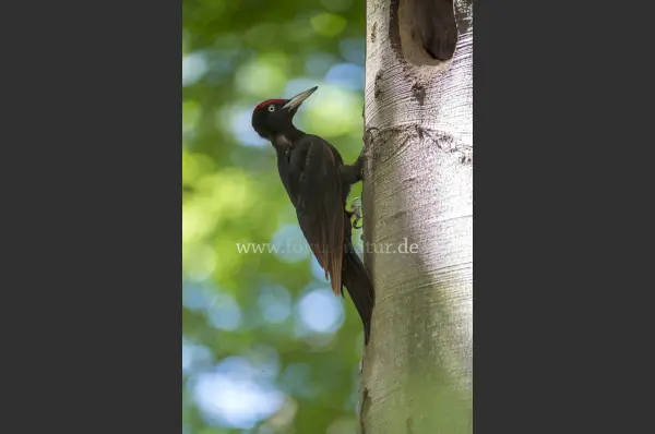Fokus-Natur Bild