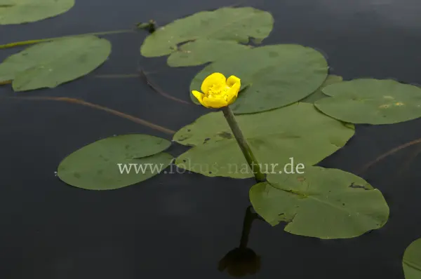 Fokus-Natur Bild