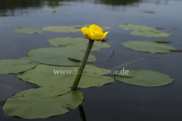 Fokus-Natur Bild