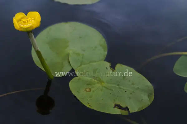 Fokus-Natur Bild