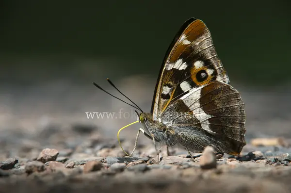Fokus-Natur Bild