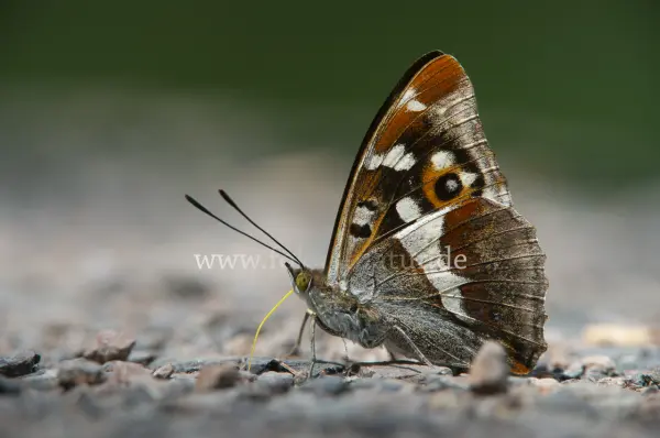 Fokus-Natur Bild