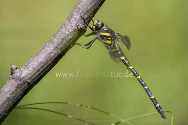 Fokus-Natur Bild