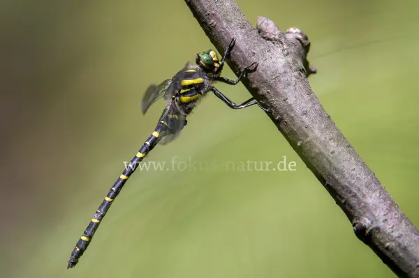 Fokus-Natur Bild