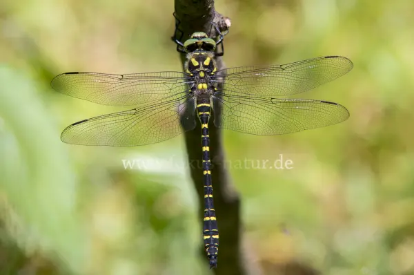 Fokus-Natur Bild