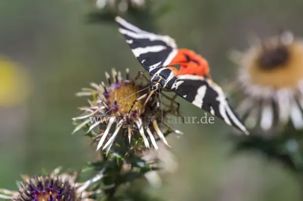 Fokus-Natur Bild