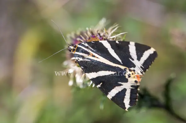 Fokus-Natur Bild