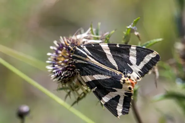 Fokus-Natur Bild