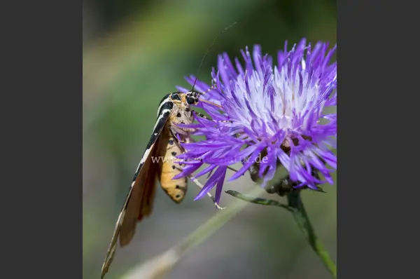 Fokus-Natur Bild