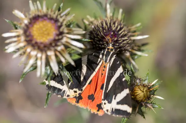 Fokus-Natur Bild