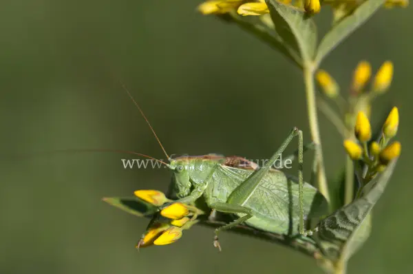 Fokus-Natur Bild