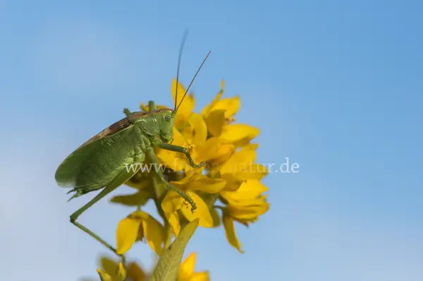 Fokus-Natur Bild