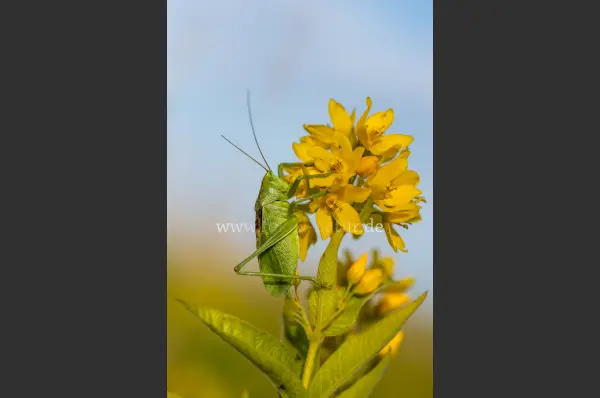 Fokus-Natur Bild