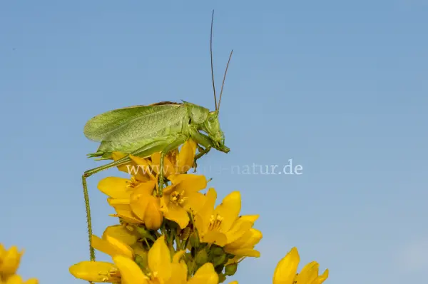 Fokus-Natur Bild