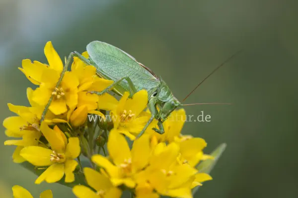 Fokus-Natur Bild