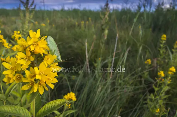 Fokus-Natur Bild