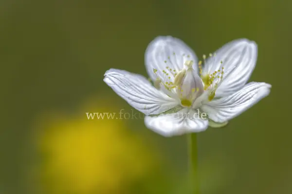 Fokus-Natur Bild