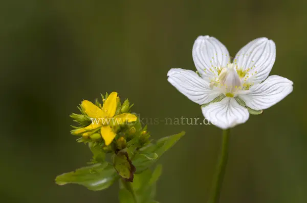 Fokus-Natur Bild