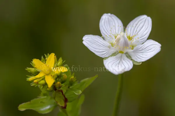 Fokus-Natur Bild