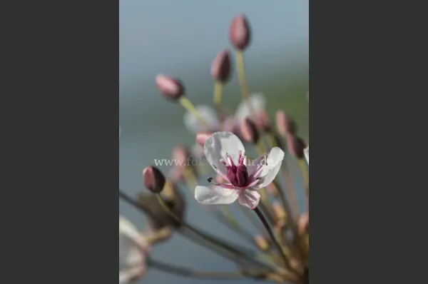 Fokus-Natur Bild