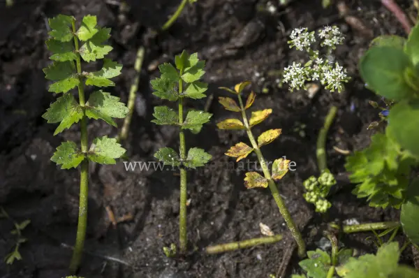 Fokus-Natur Bild