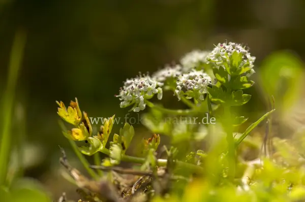 Fokus-Natur Bild