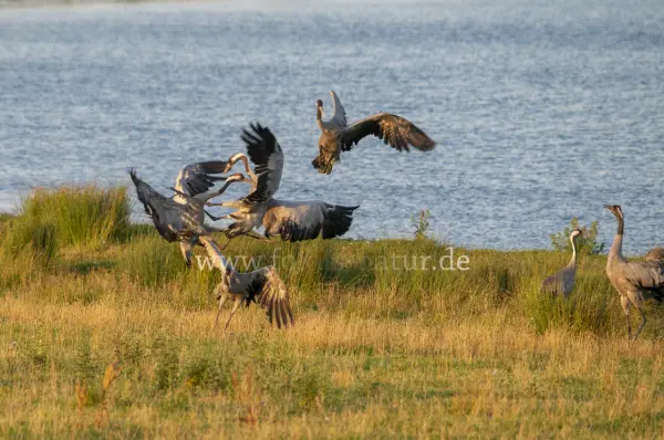 Fokus-Natur Bild