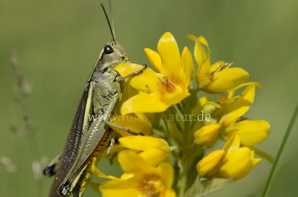 Fokus-Natur Bild
