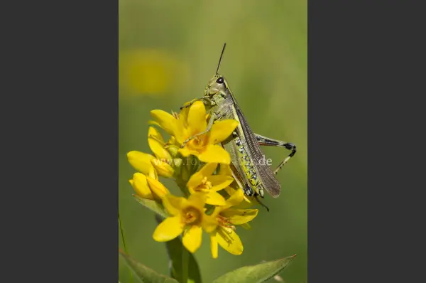 Fokus-Natur Bild