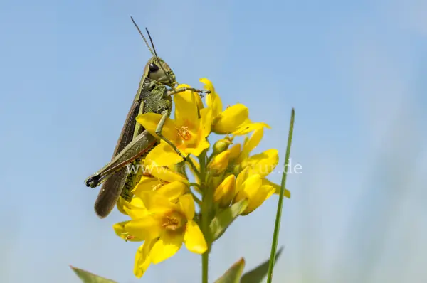 Fokus-Natur Bild