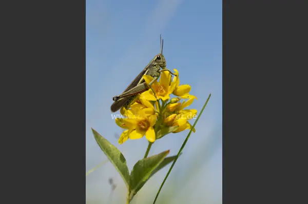 Fokus-Natur Bild