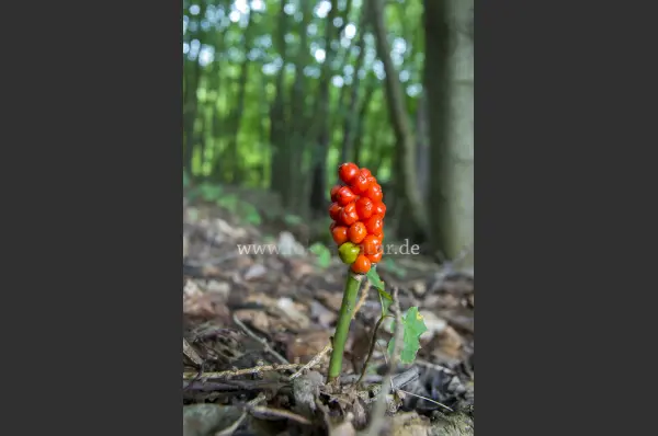 Fokus-Natur Bild