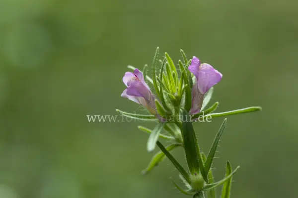 Fokus-Natur Bild